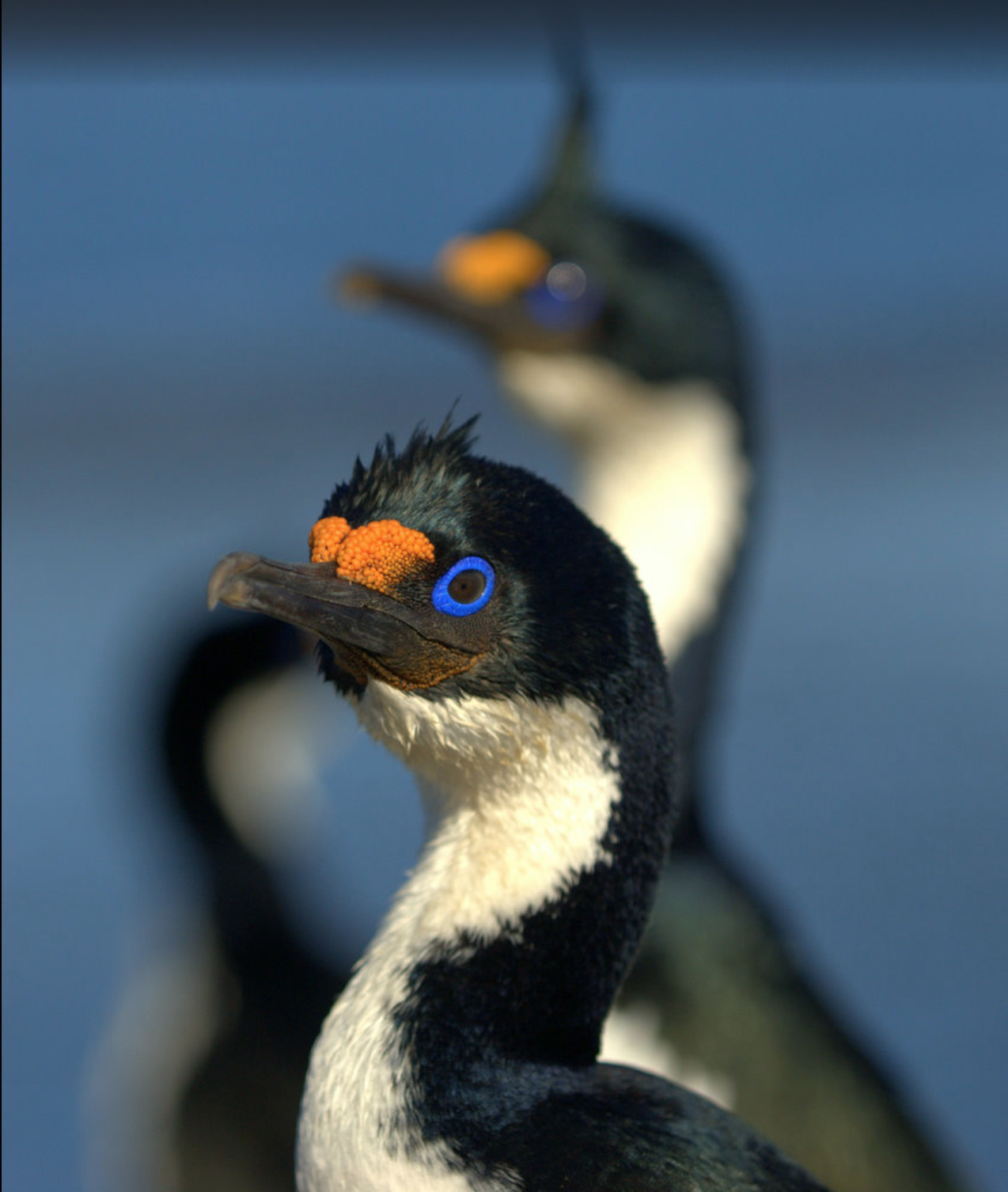 Cormoran de Kerguelen et bocassette crapaud